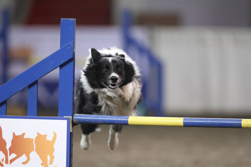 Dog working with a handler during training