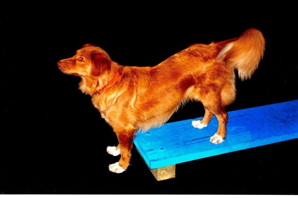 Dog learning agility foundations