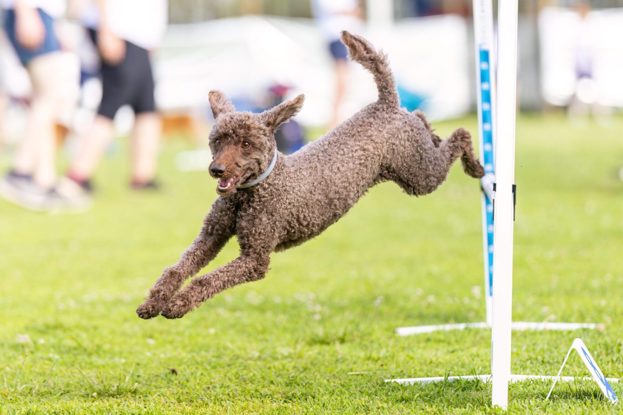 Dog soaring through an agility course