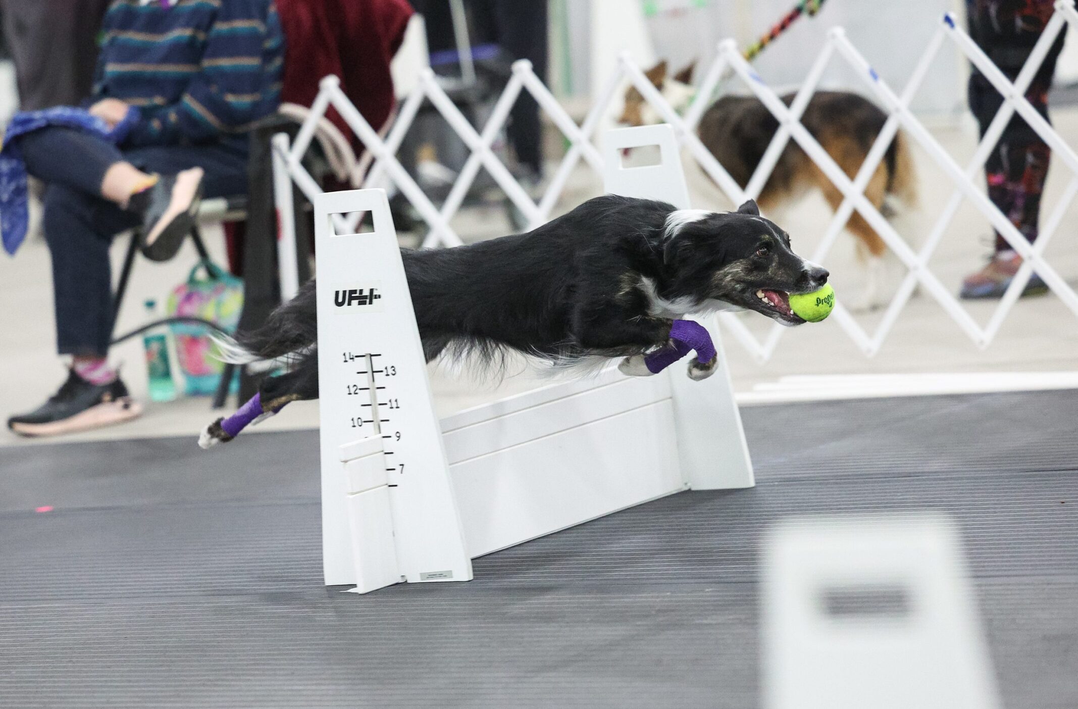 Dog racing through a flyball course with a tennis ball