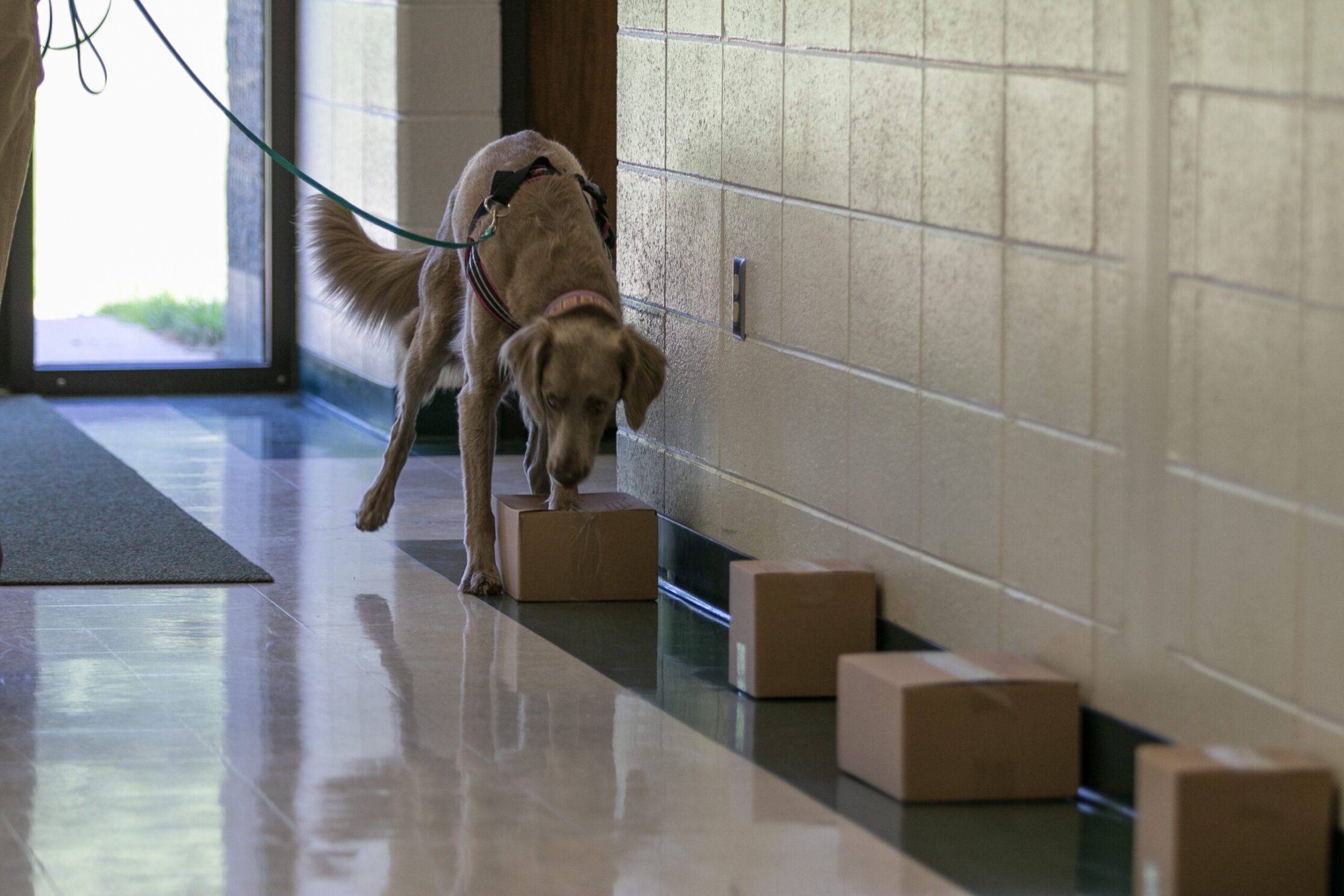 Dog investigating a scent-work search area