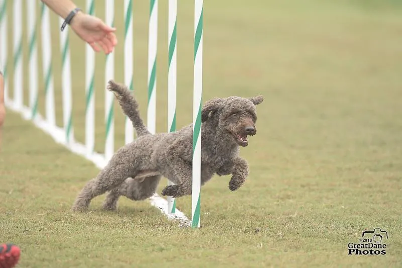 Dog enjoying an agility course